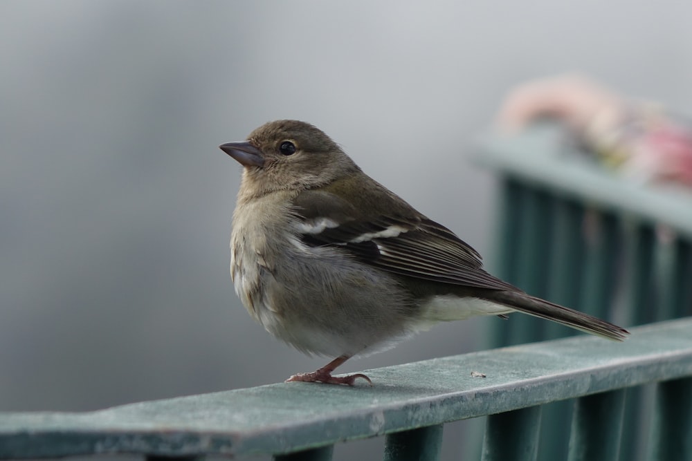 a small bird sitting on top of a metal rail