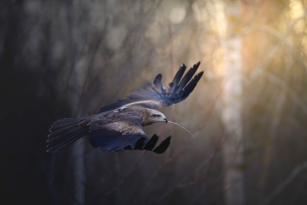 a large bird flying through a forest filled with trees