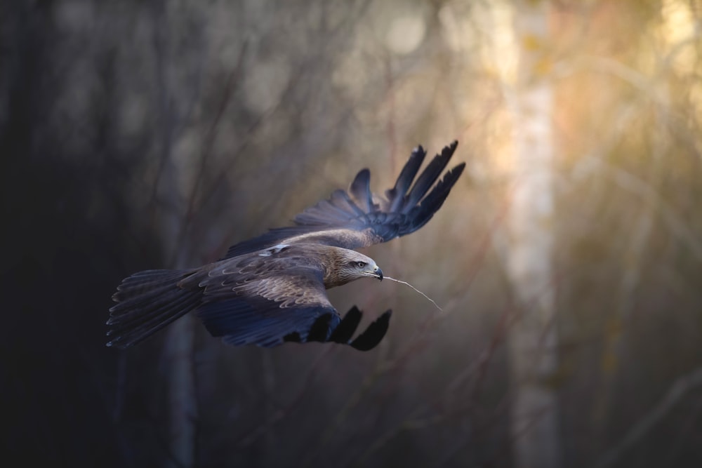 Un grand oiseau volant à travers une forêt remplie d’arbres