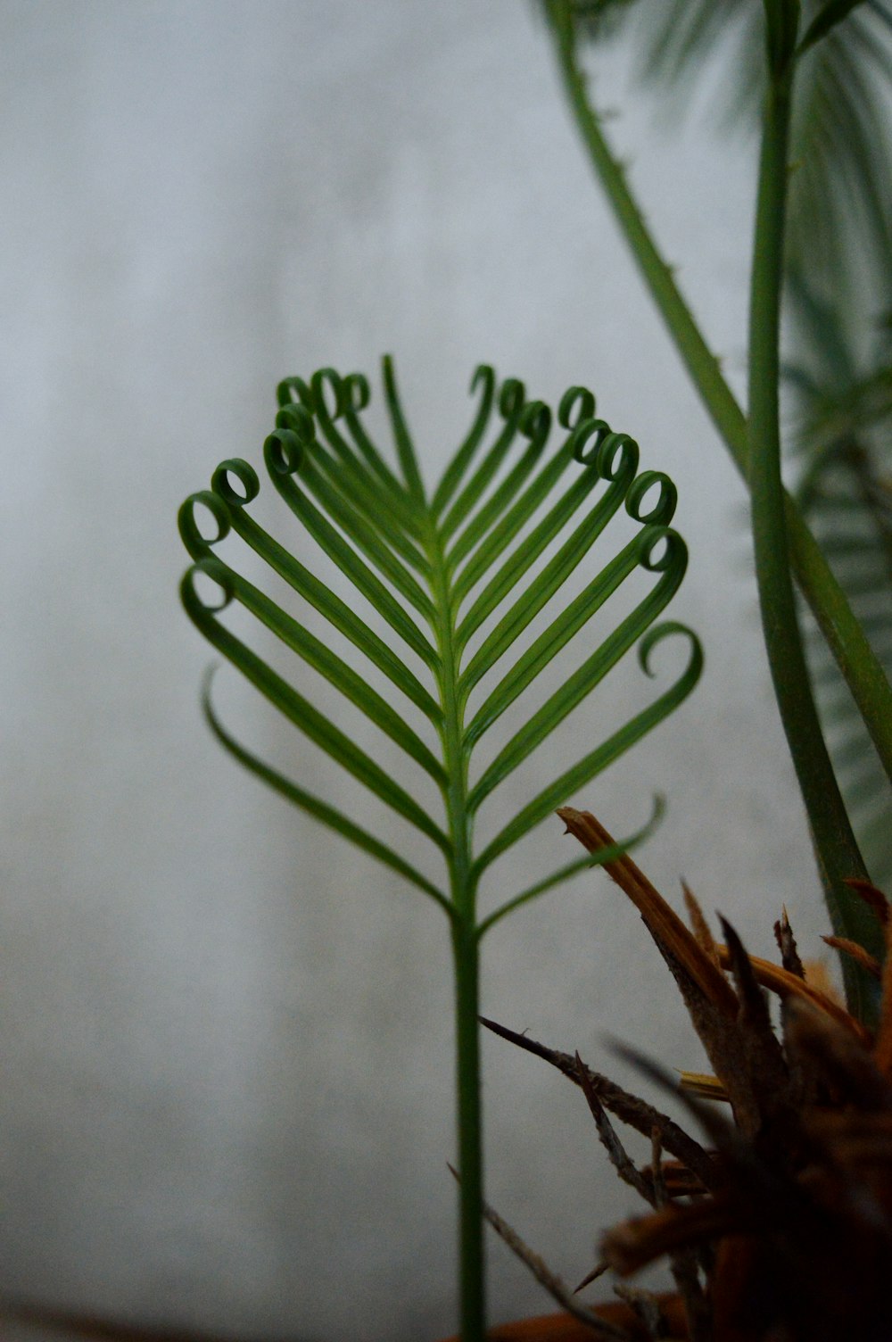 a close up of a plant with a white wall in the background