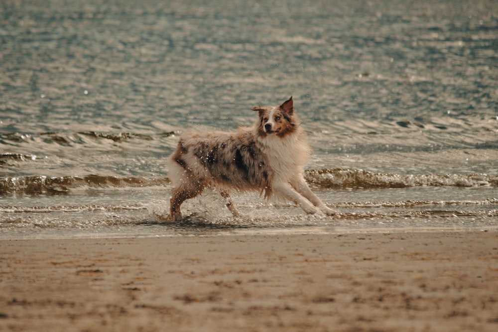 a dog running on a beach near the ocean