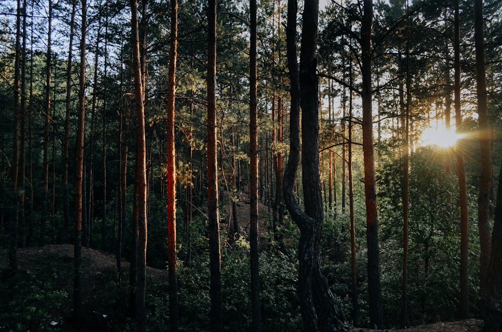 the sun is shining through the trees in the forest