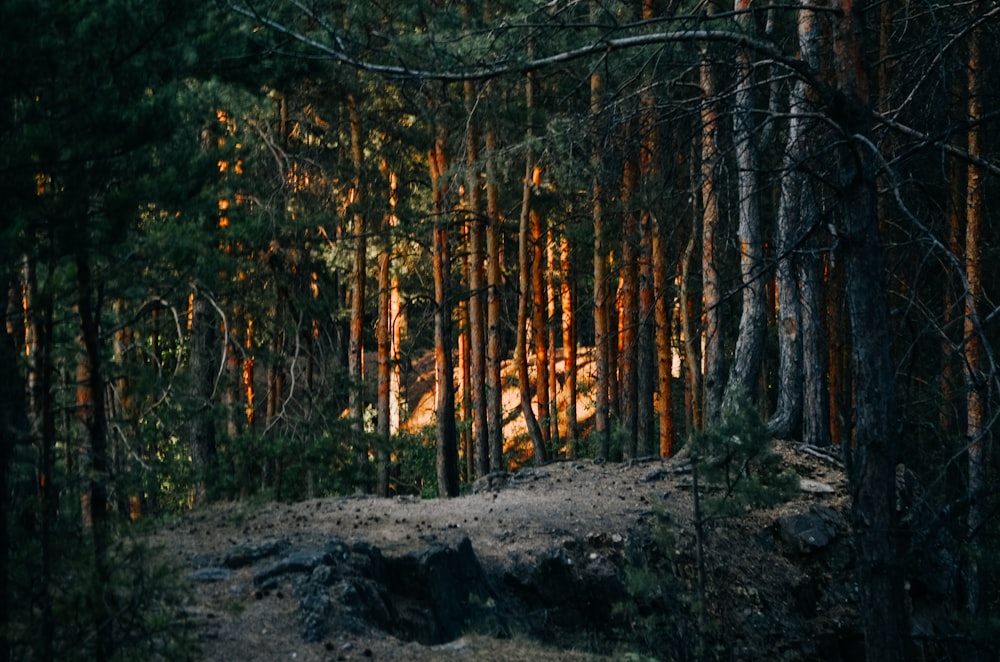 a forest filled with lots of tall trees