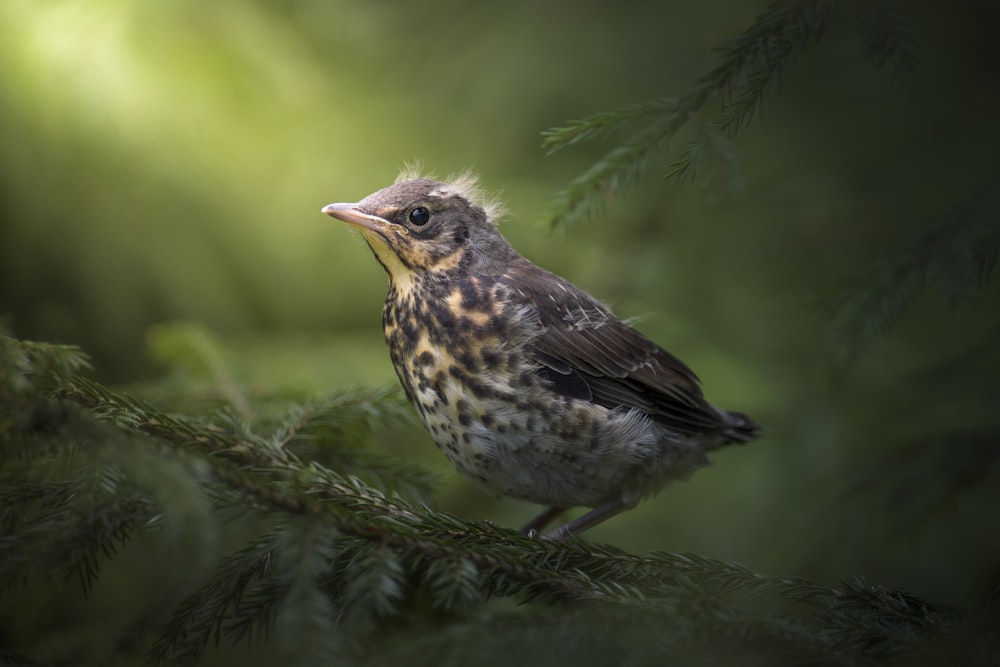 a small bird perched on a tree branch