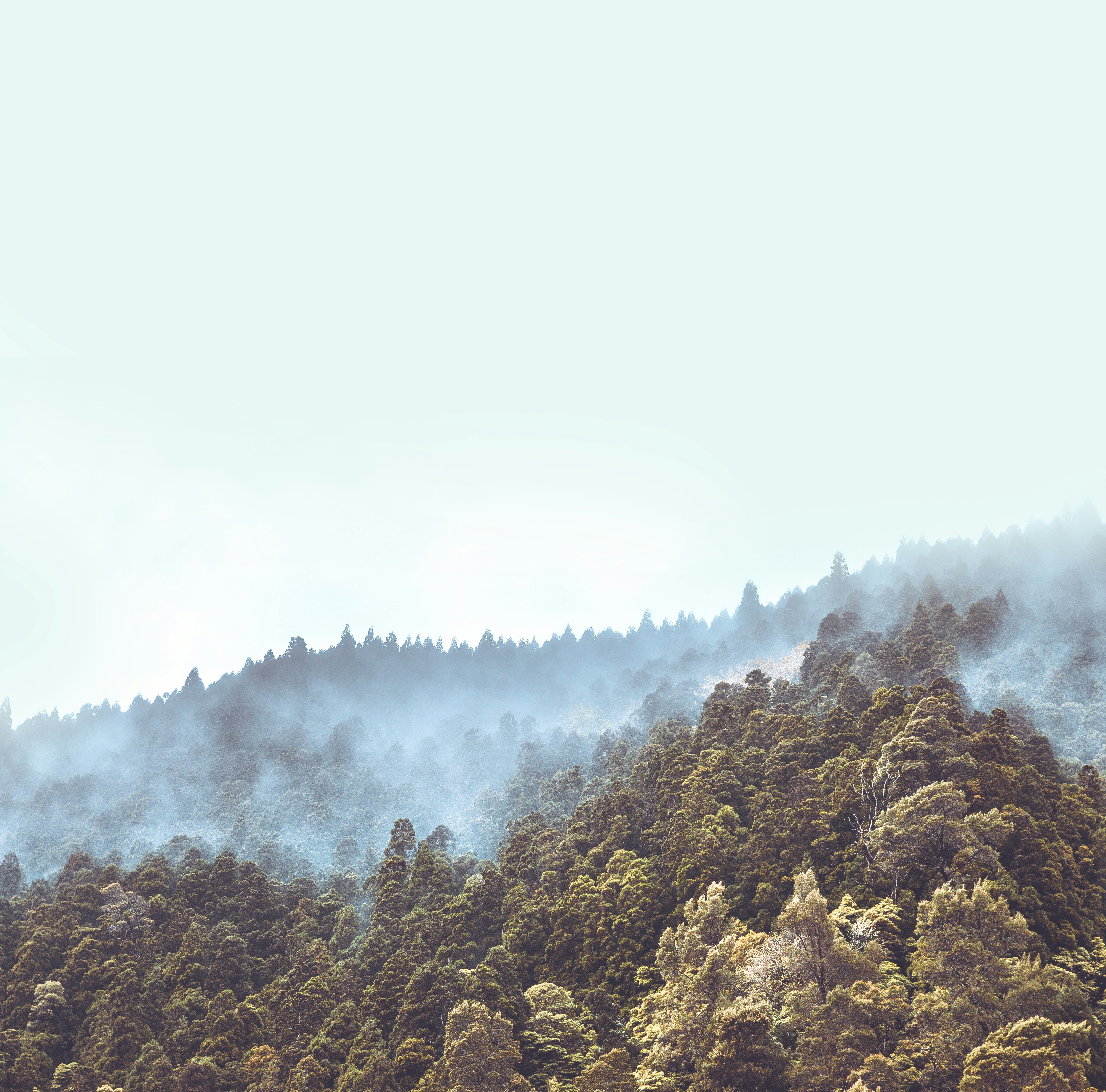 a group of trees on a hill with fog in the air