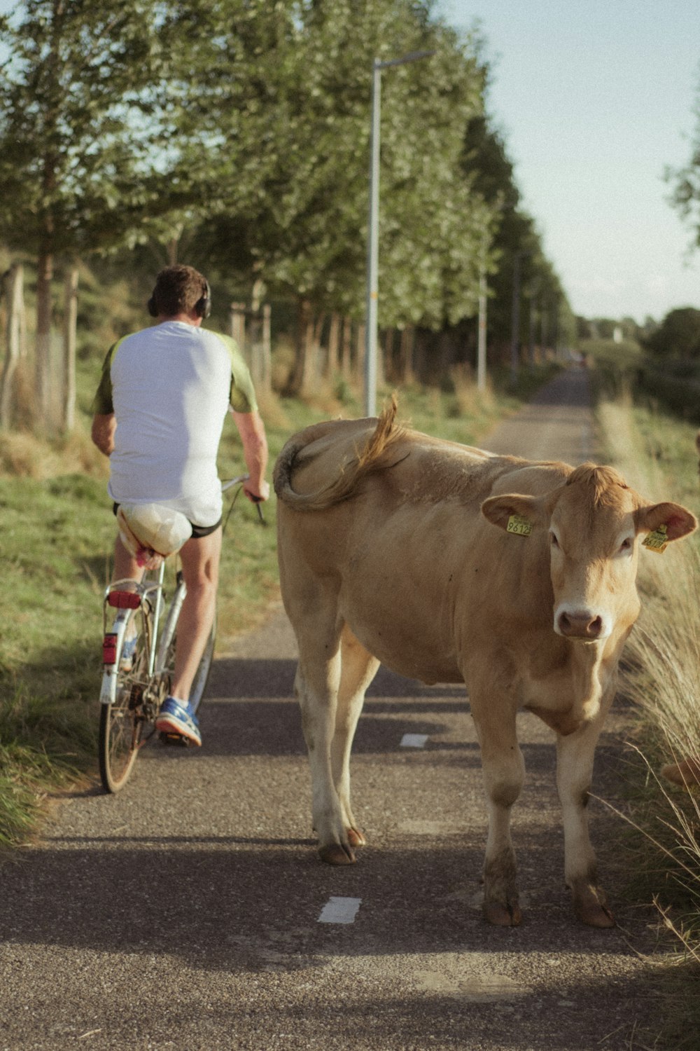 a man riding a bike next to a cow