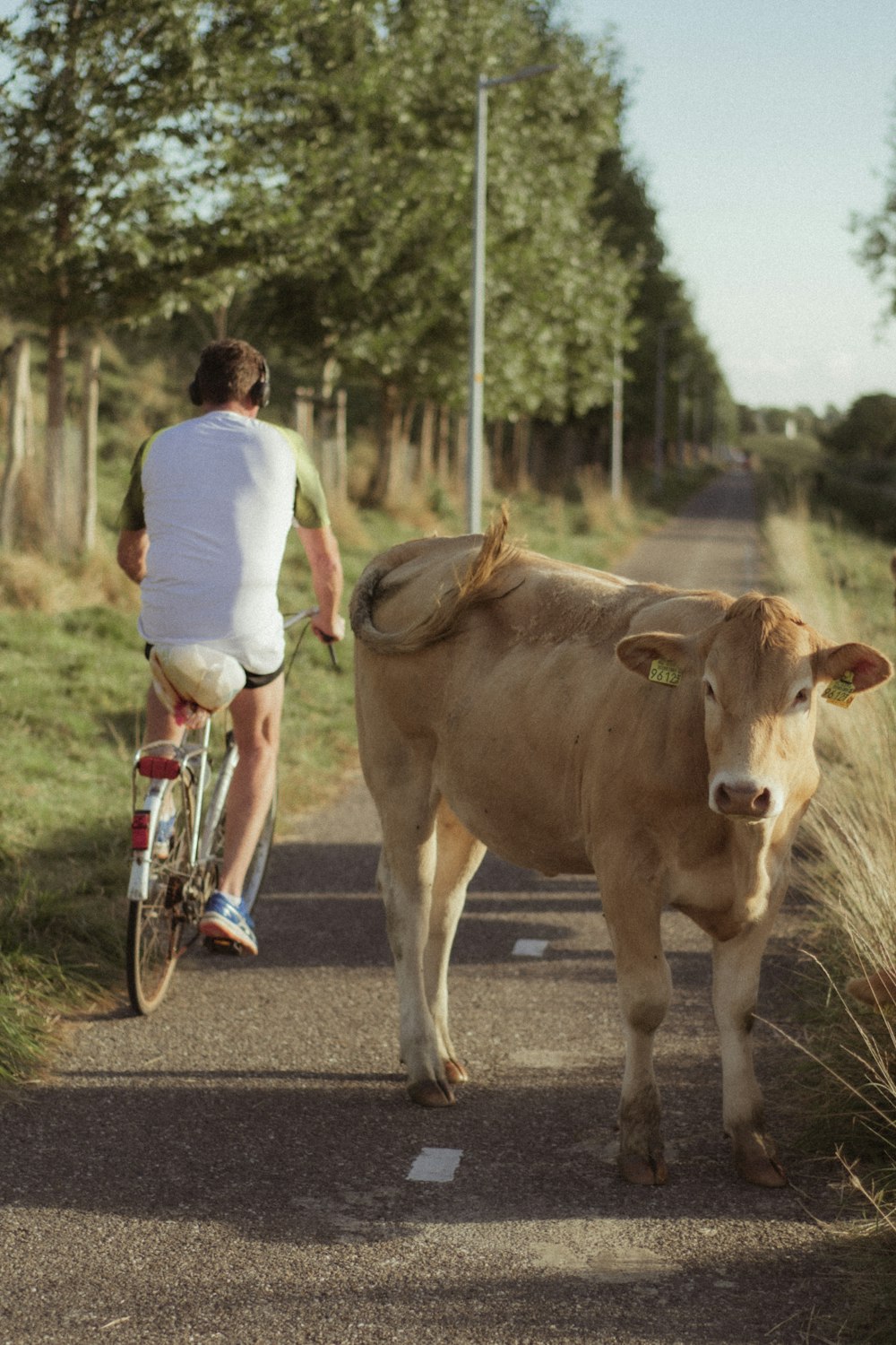 Un homme à vélo à côté d’une vache