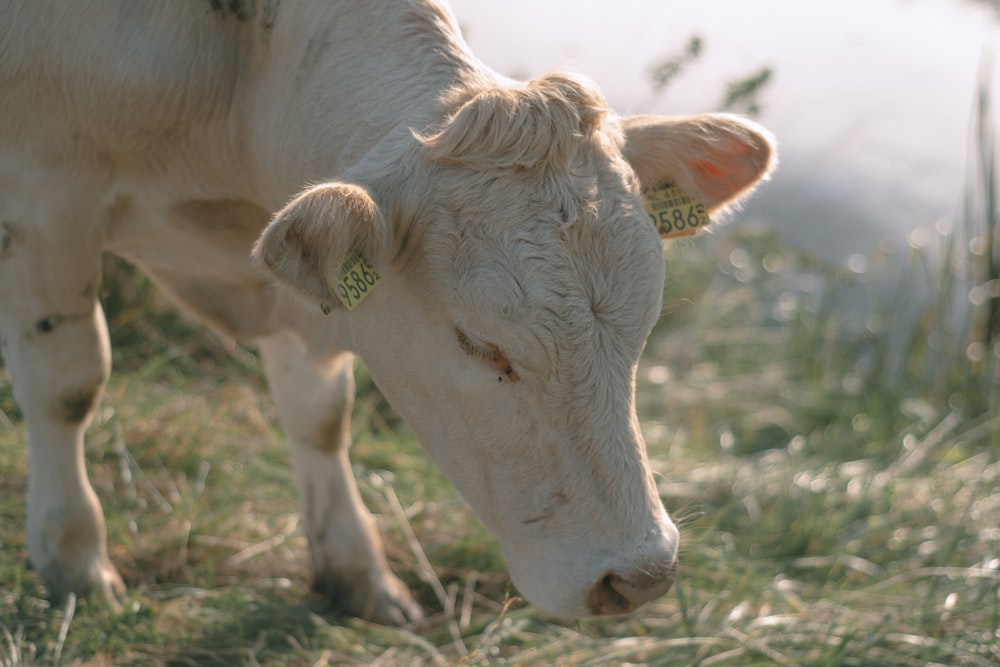 a white cow standing on top of a grass covered field