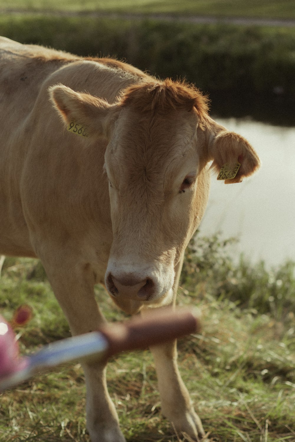 uma vaca marrom de pé ao lado de um corpo de água