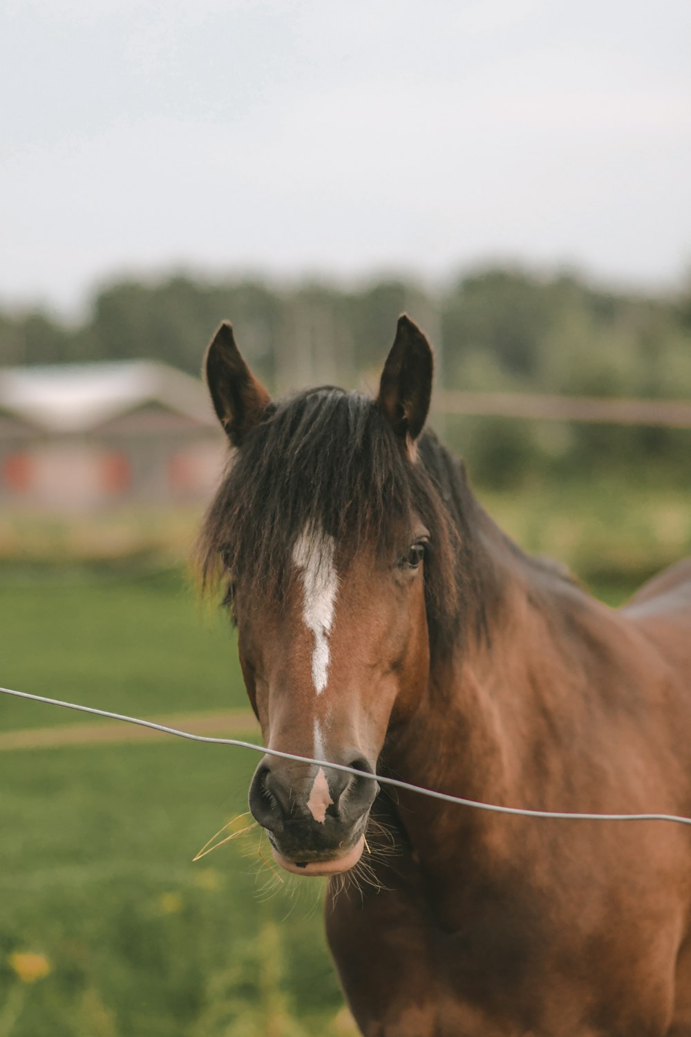 Un cheval brun debout au sommet d’un champ verdoyant