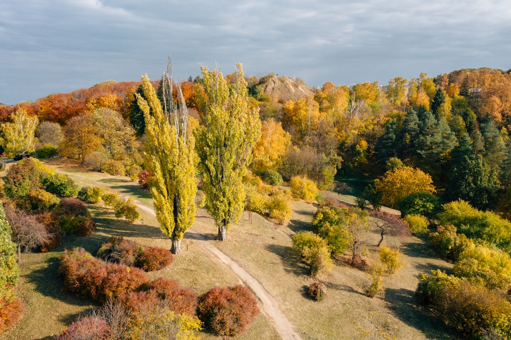 an aerial view of a forest with a dirt path