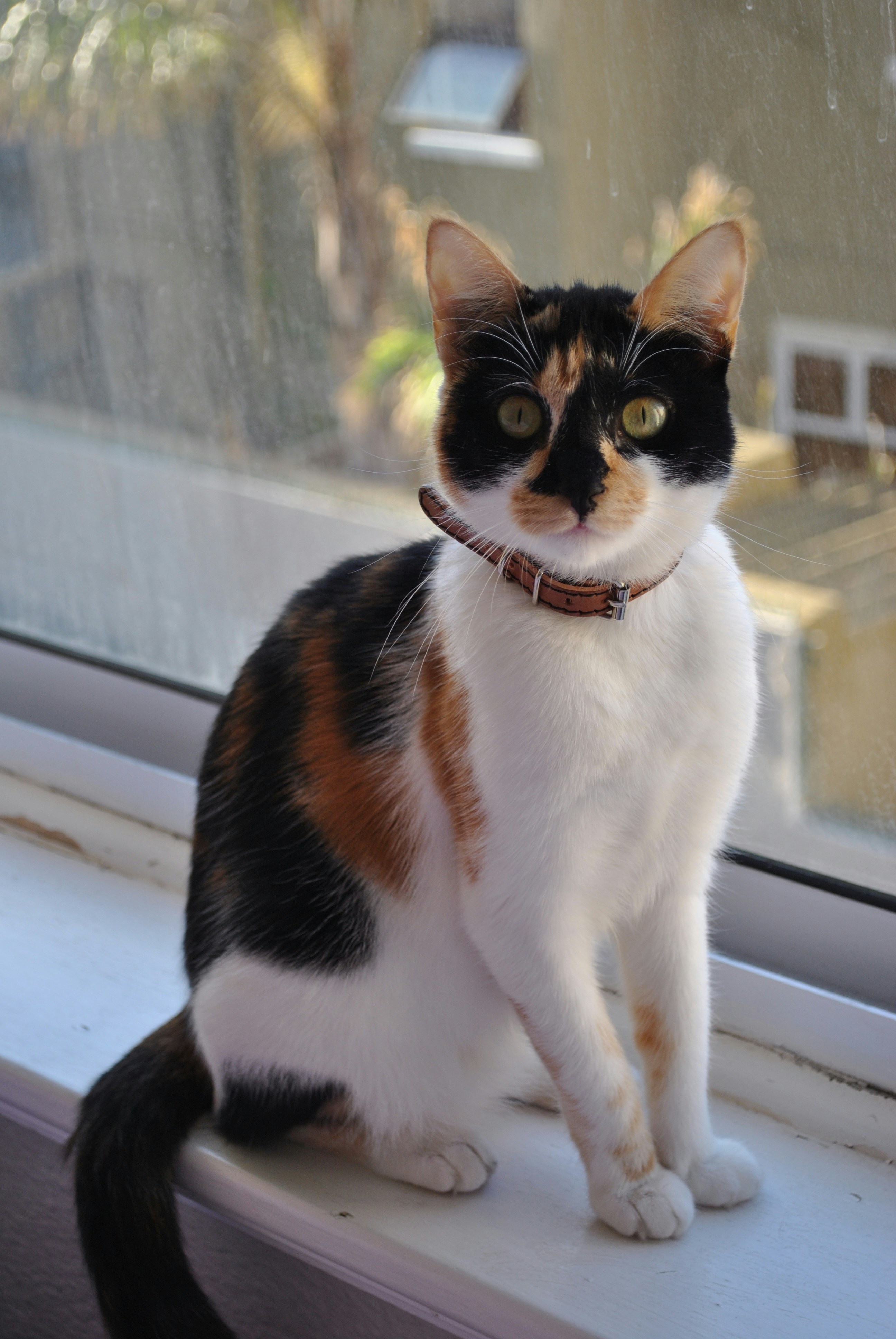 um gato calico sentado em um peitoril da janela