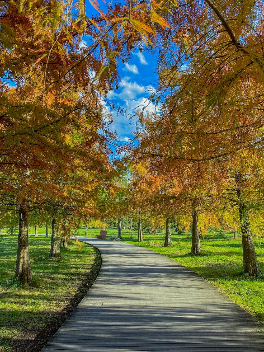 a paved road surrounded by trees in a park