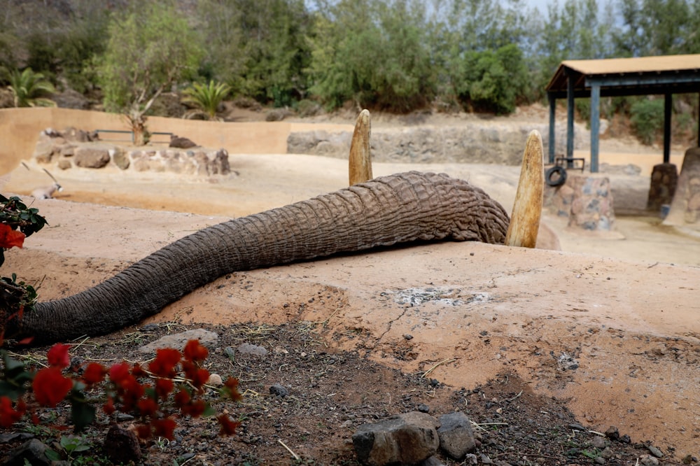 an elephant laying on top of a dirt field