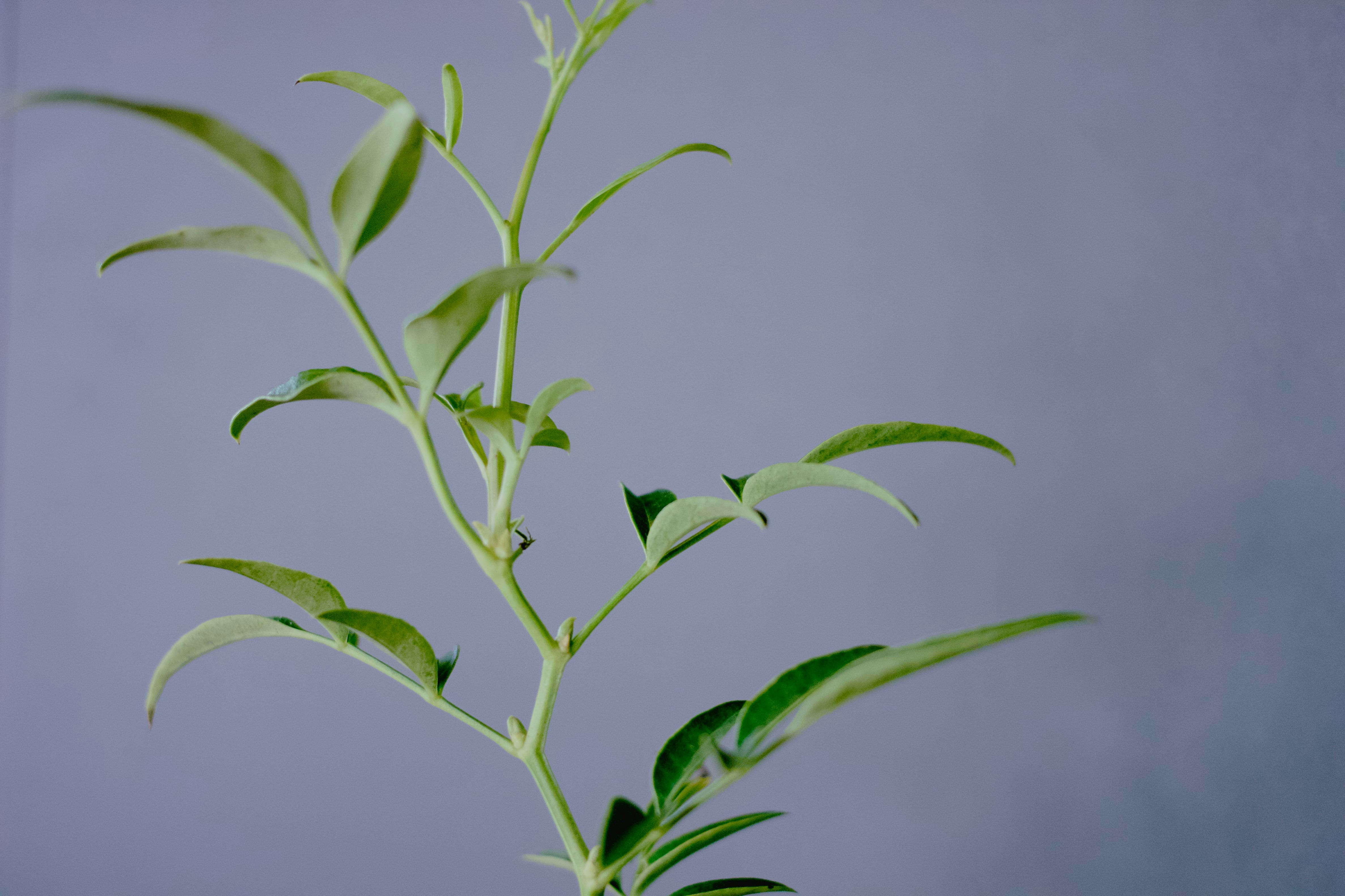 a close up of a plant with green leaves