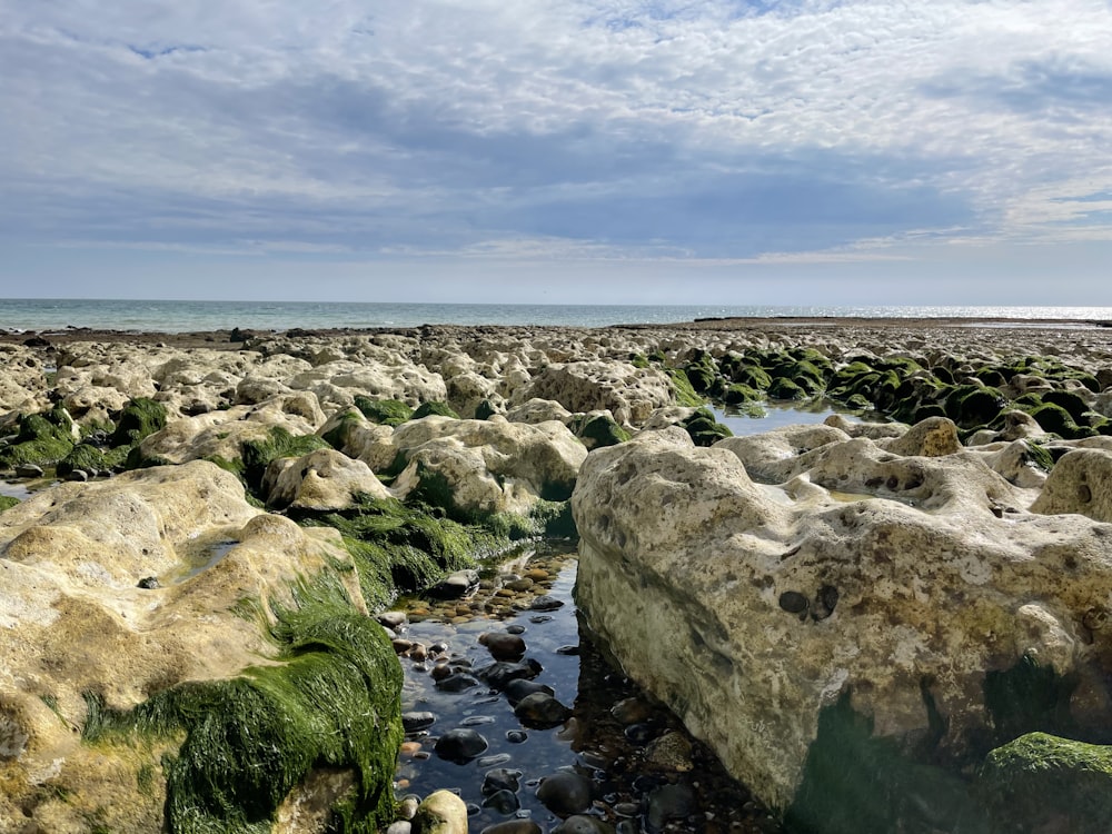 a rocky beach covered in lots of green moss