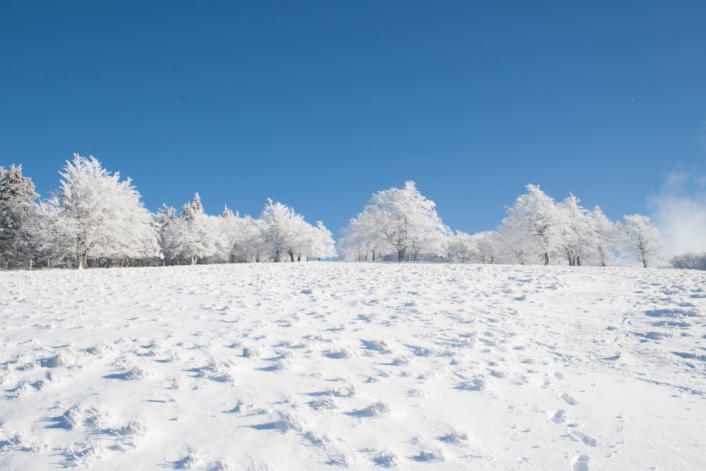 a snow covered field with trees in the background