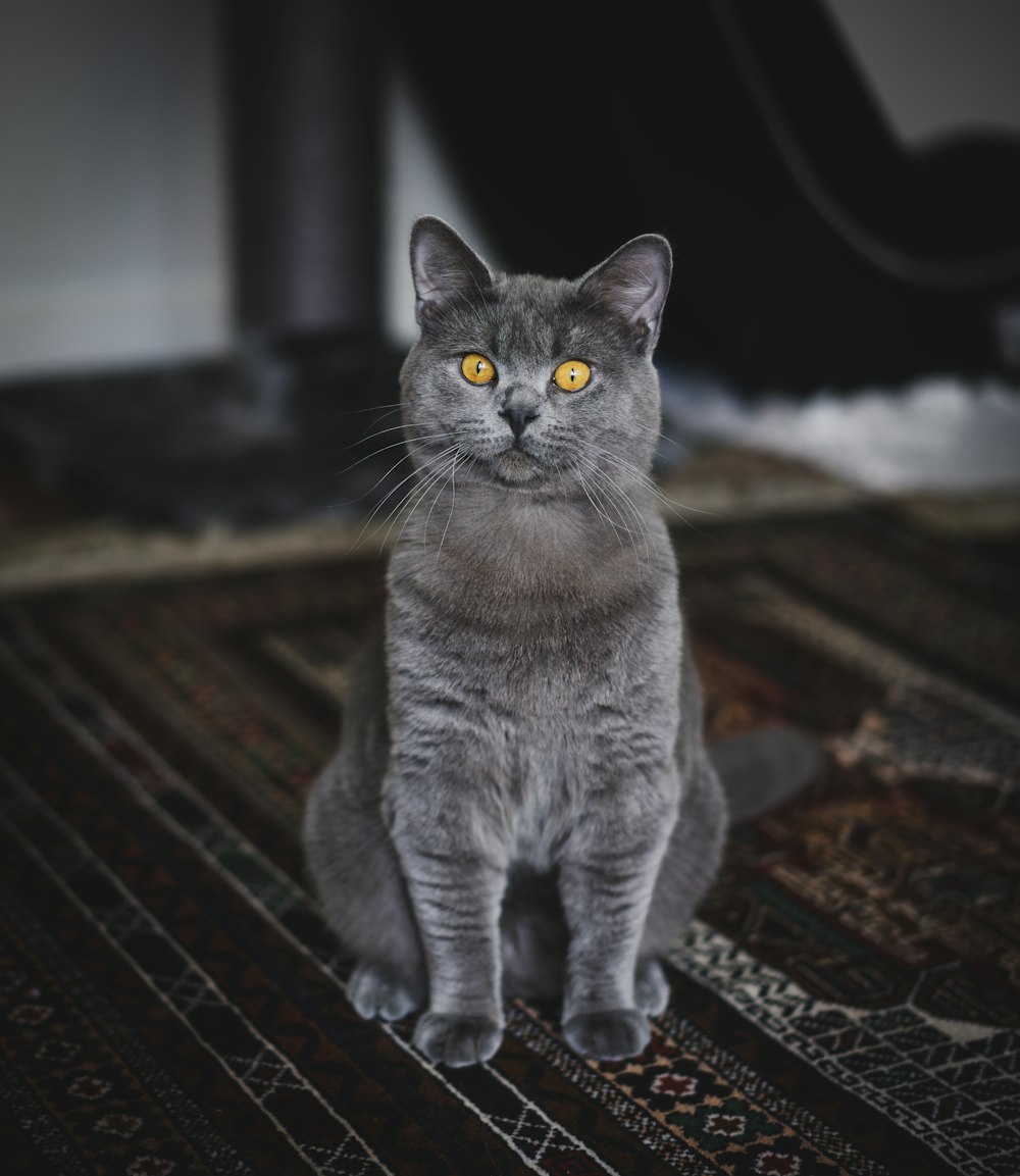 Un gatto grigio seduto sopra un tappeto