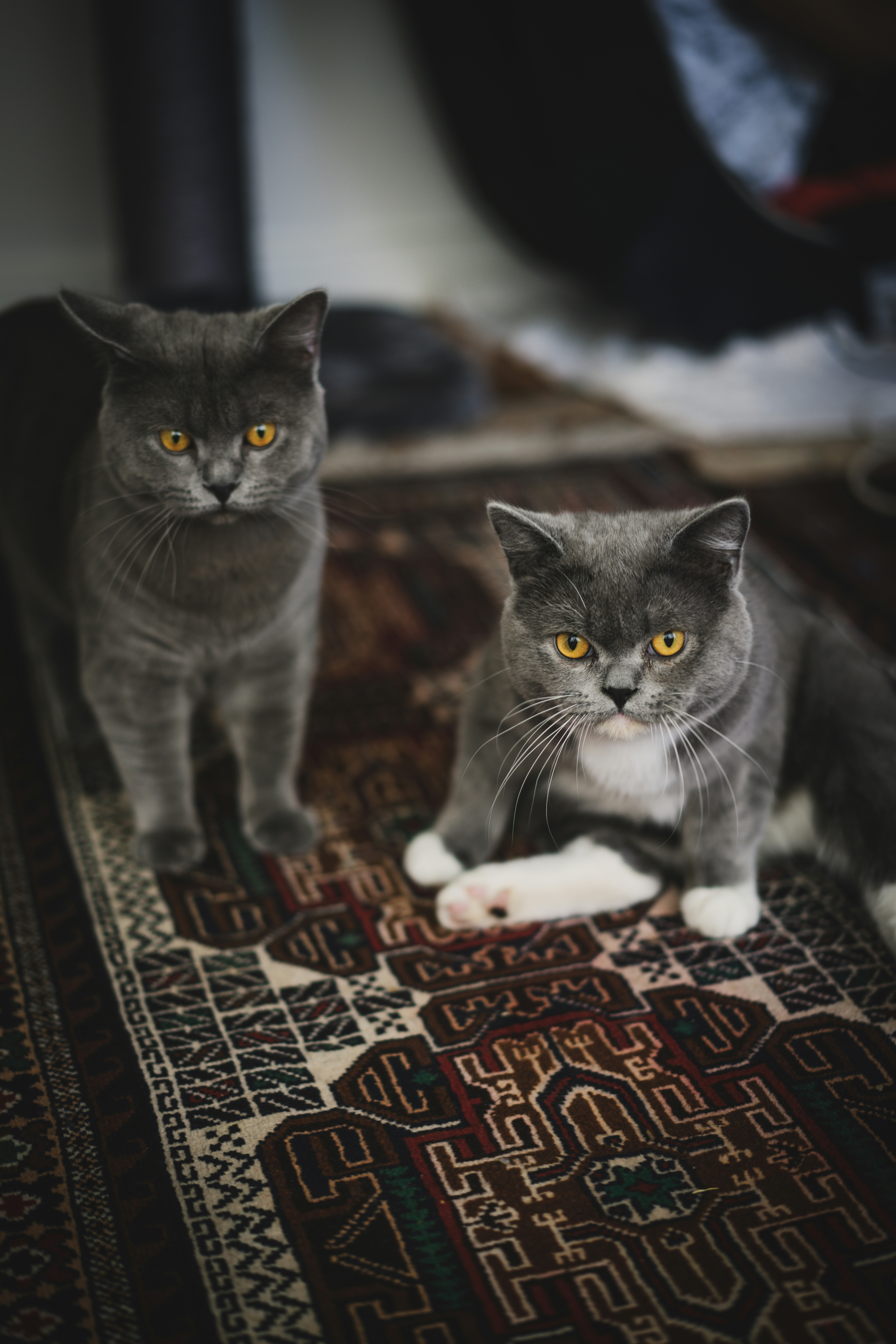 a couple of cats sitting on top of a rug