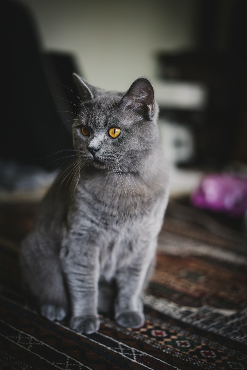 a gray cat sitting on top of a rug