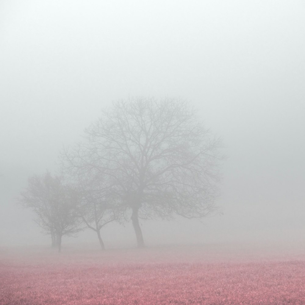a foggy field with two trees in the distance