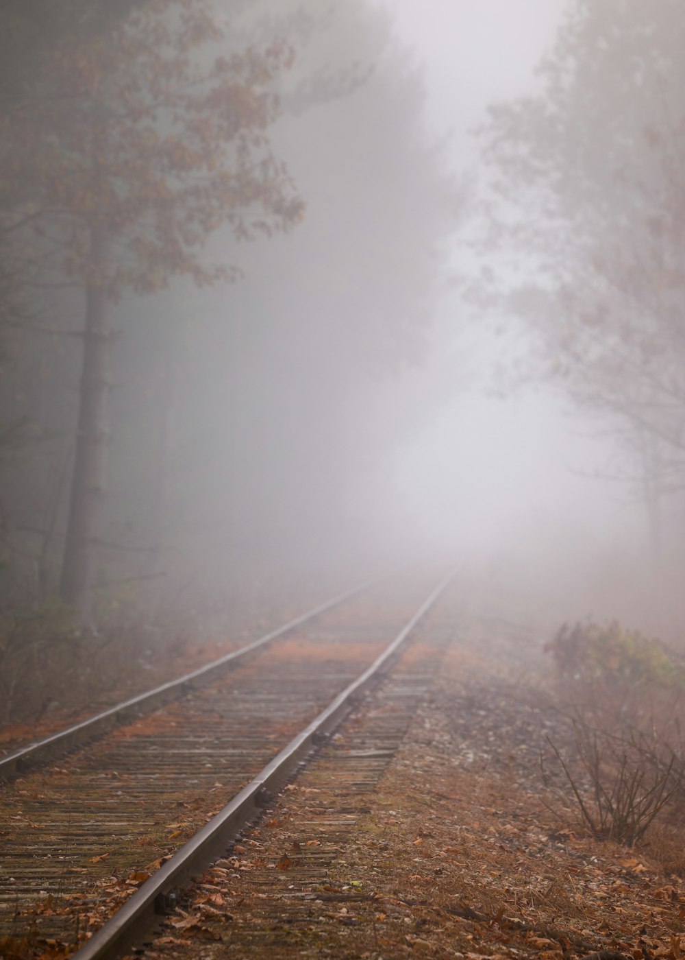 a train track in the middle of a foggy forest