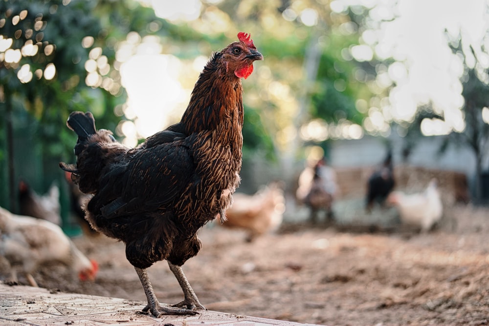 a rooster is standing on the ground near other chickens