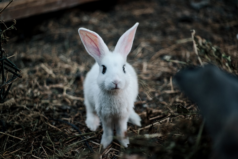 Ein kleines weißes Kaninchen sitzt auf trockenem Gras
