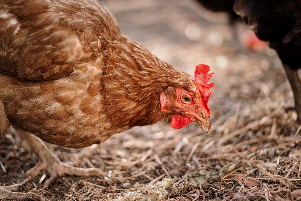 Un primer plano de un pollo en el suelo