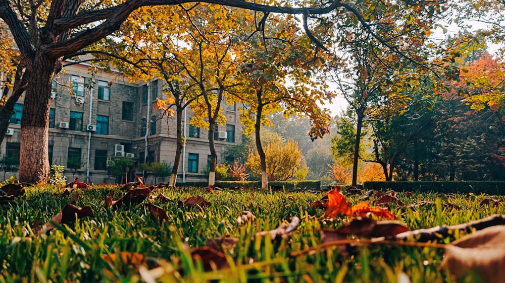 a leaf strewn on the ground in front of a building