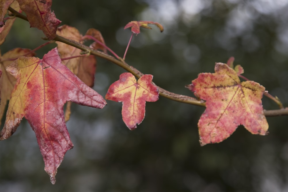 a close up of a tree branch with leaves