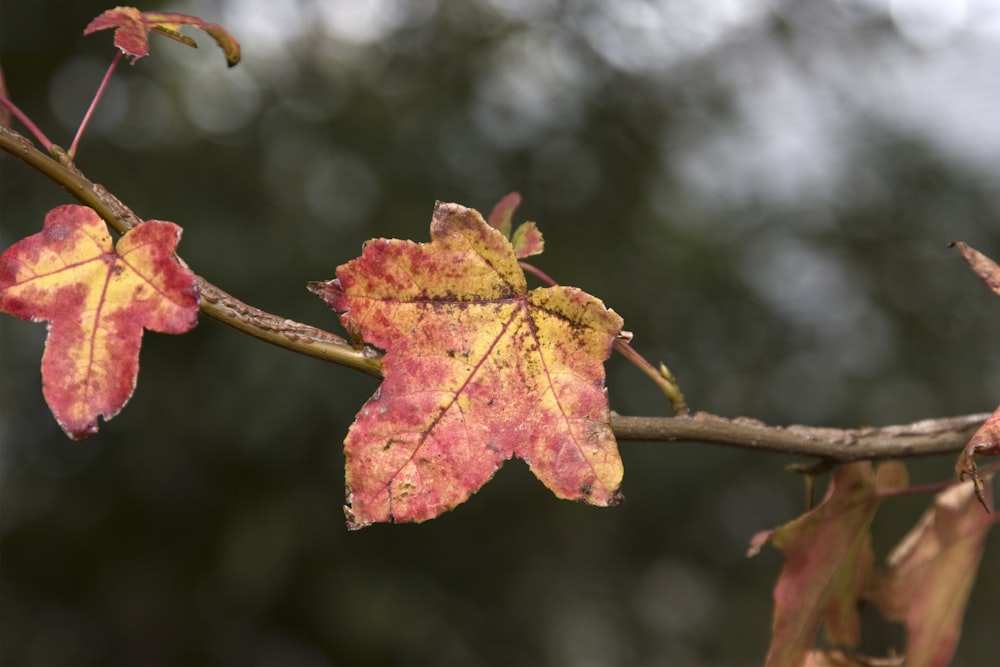 a tree branch with a few leaves on it