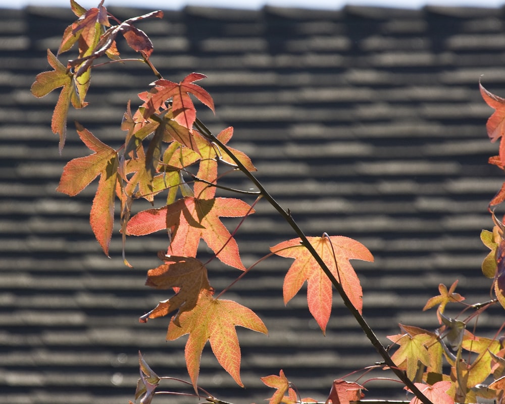 a leafy tree with a roof in the background