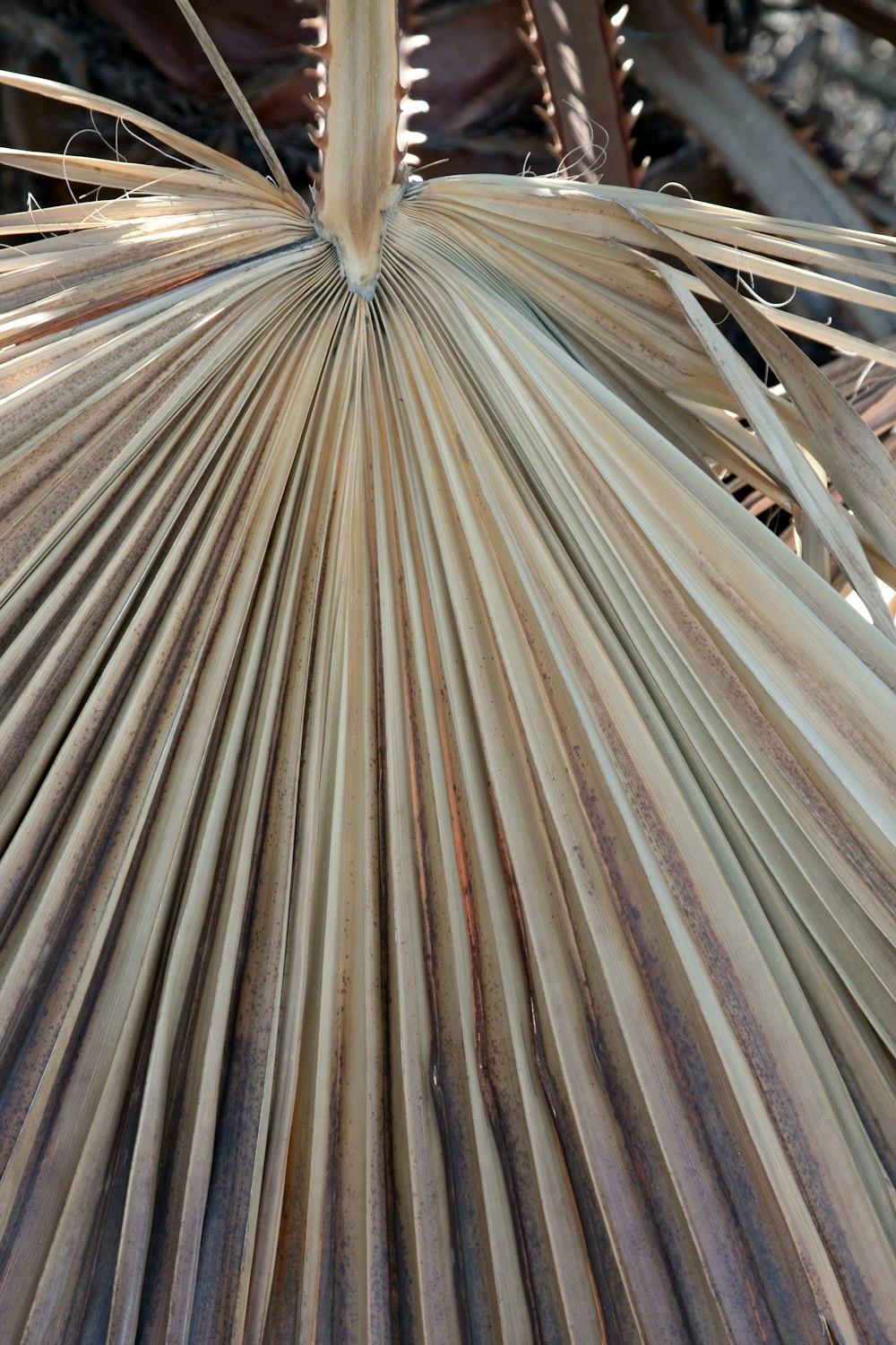 a close up view of a palm tree