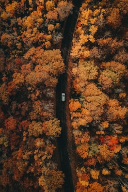 A wide-angle view of a winding road cutting through autumnal forests at dawn.