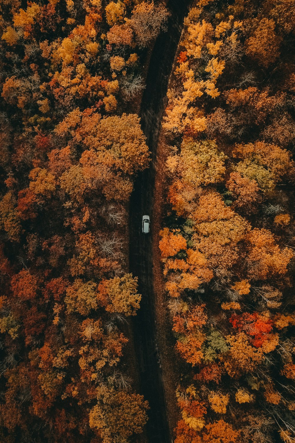 an aerial view of a road surrounded by trees