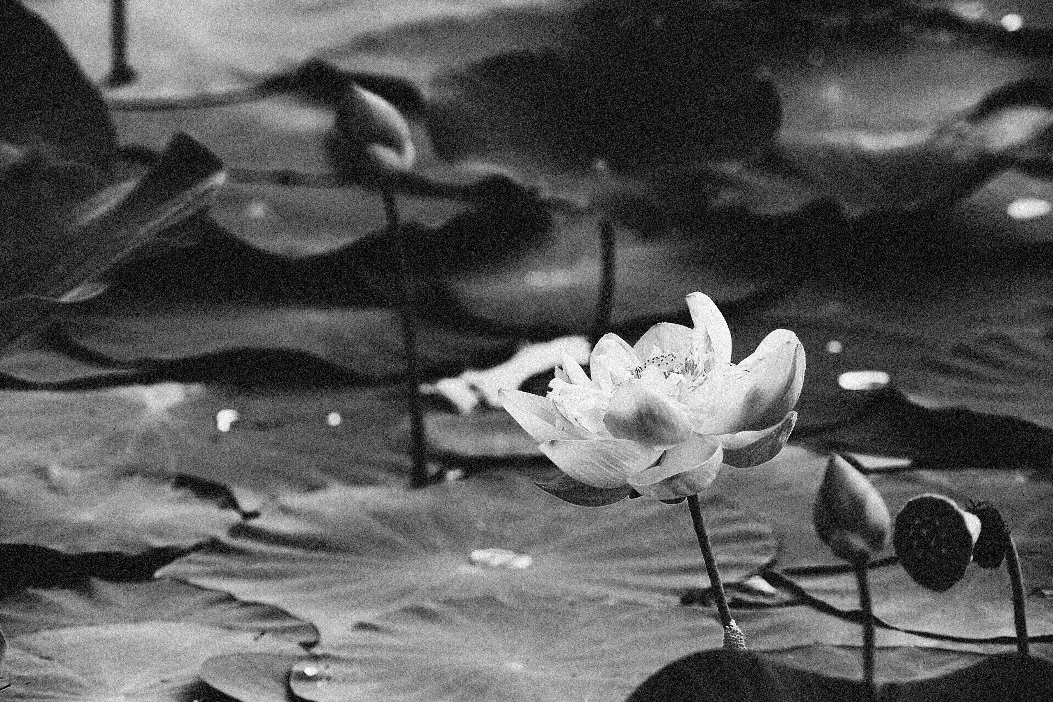 Photo by alexeydemidov