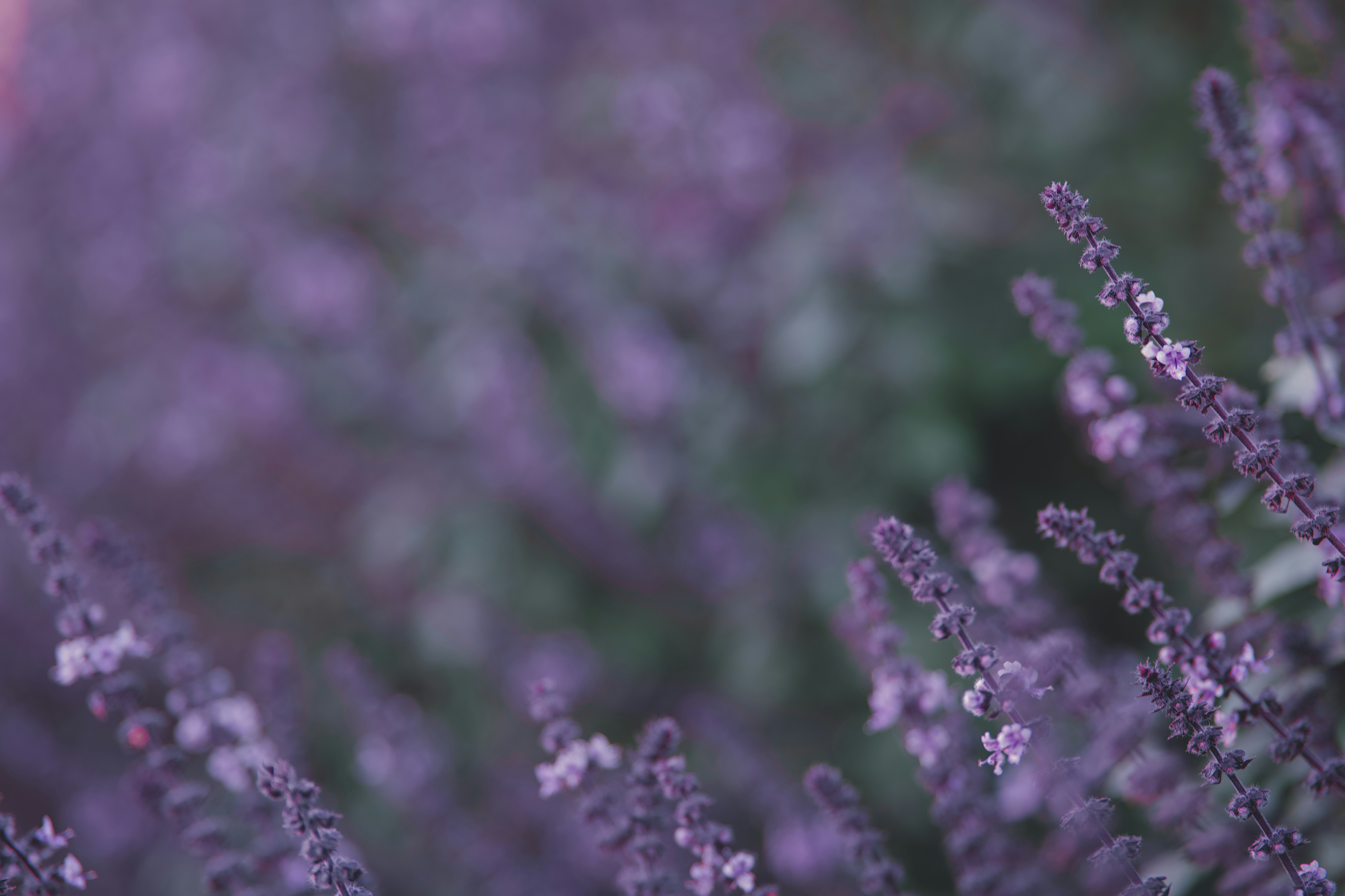 Photo by aaronburden