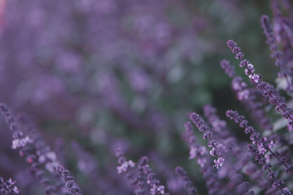 a close up of a bunch of purple flowers