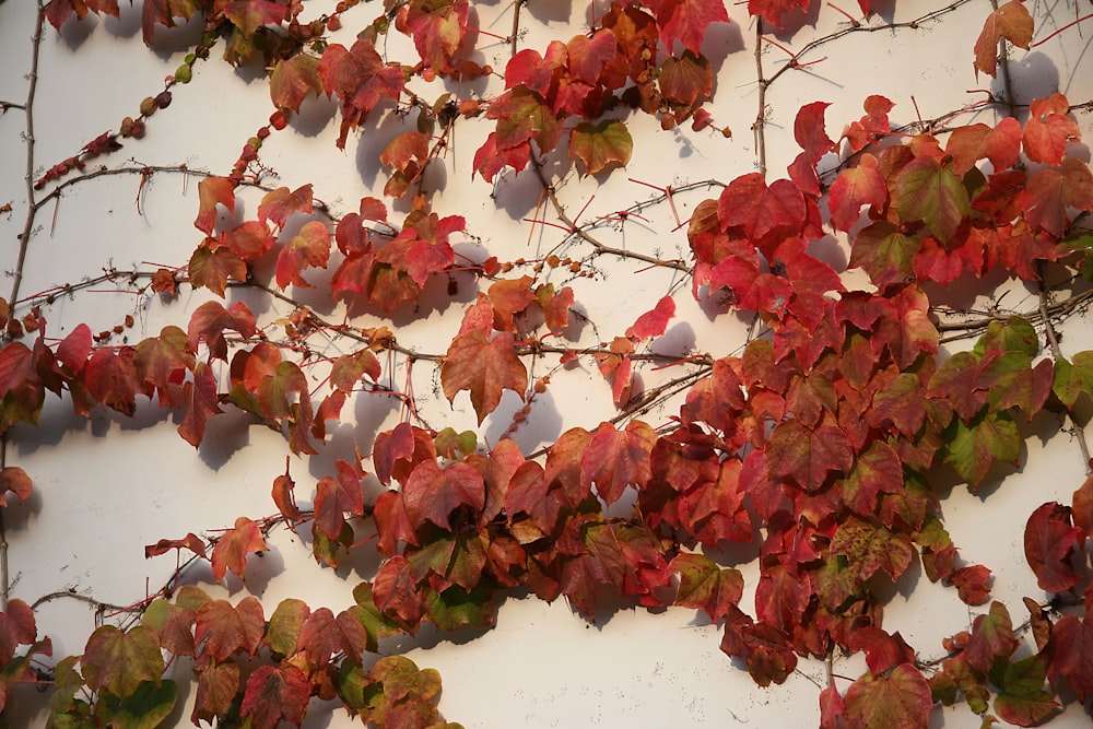 a white wall with red and green leaves on it