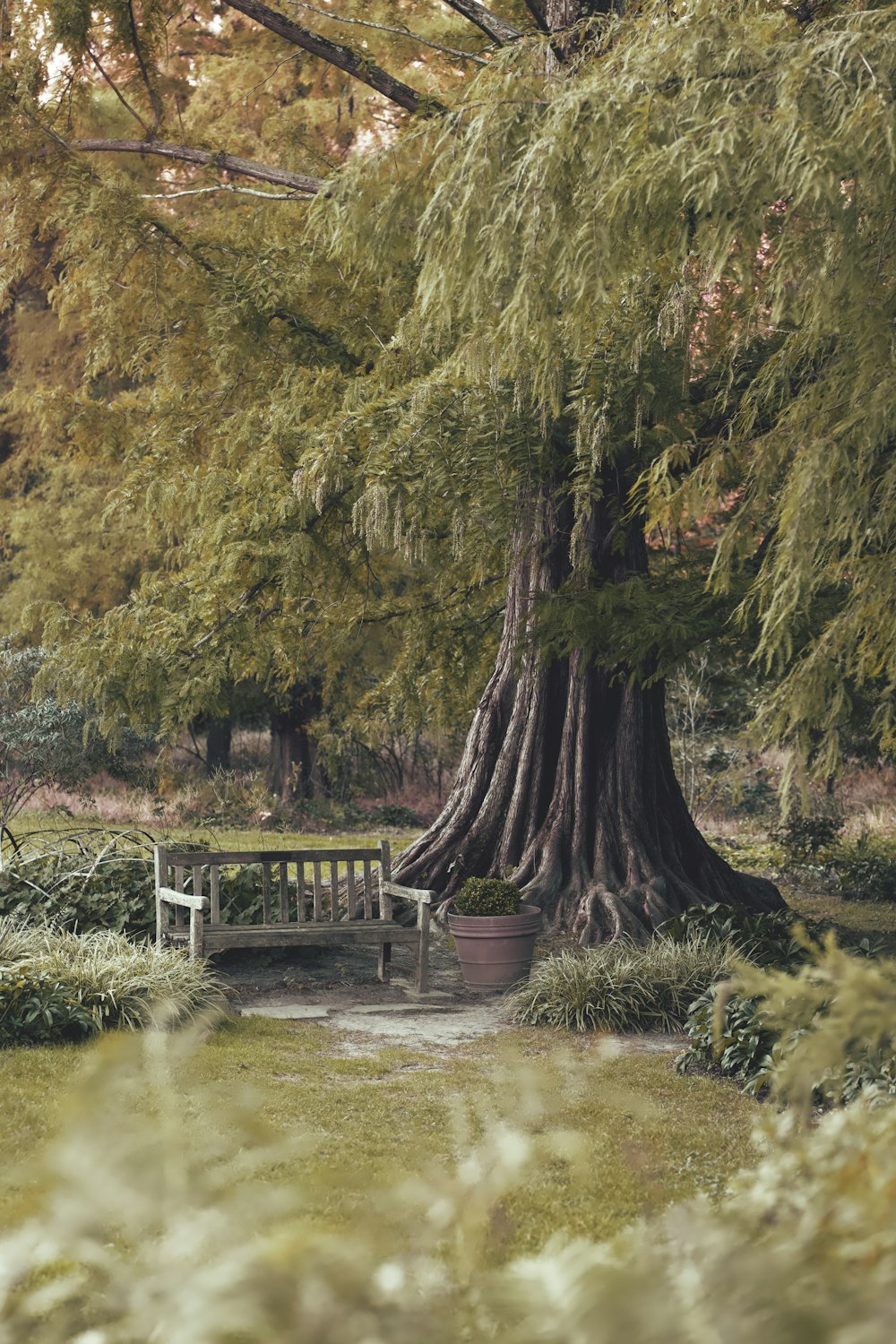 a bench sitting under a large tree in a park