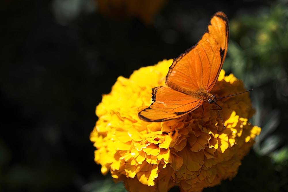 a butterfly sitting on top of a yellow flower