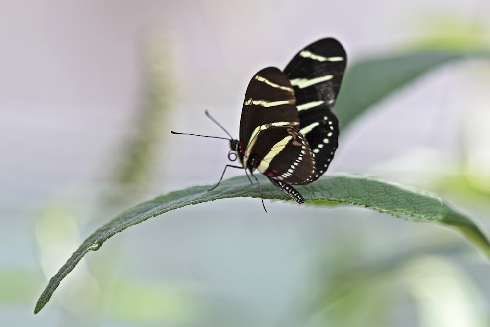 a black and yellow butterfly sitting on a green leaf