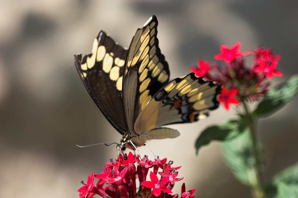 a butterfly sitting on top of a red flower