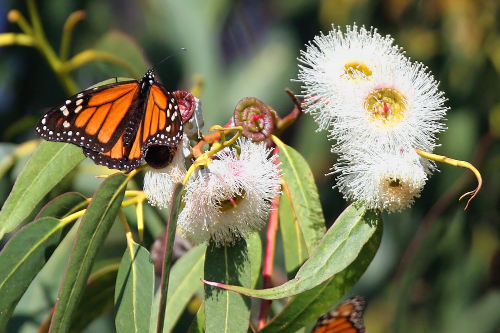 a couple of butterflies that are on some flowers