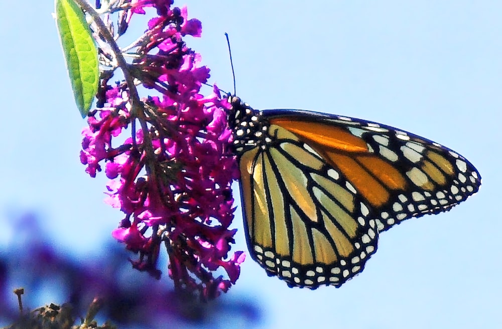 a butterfly that is sitting on a flower