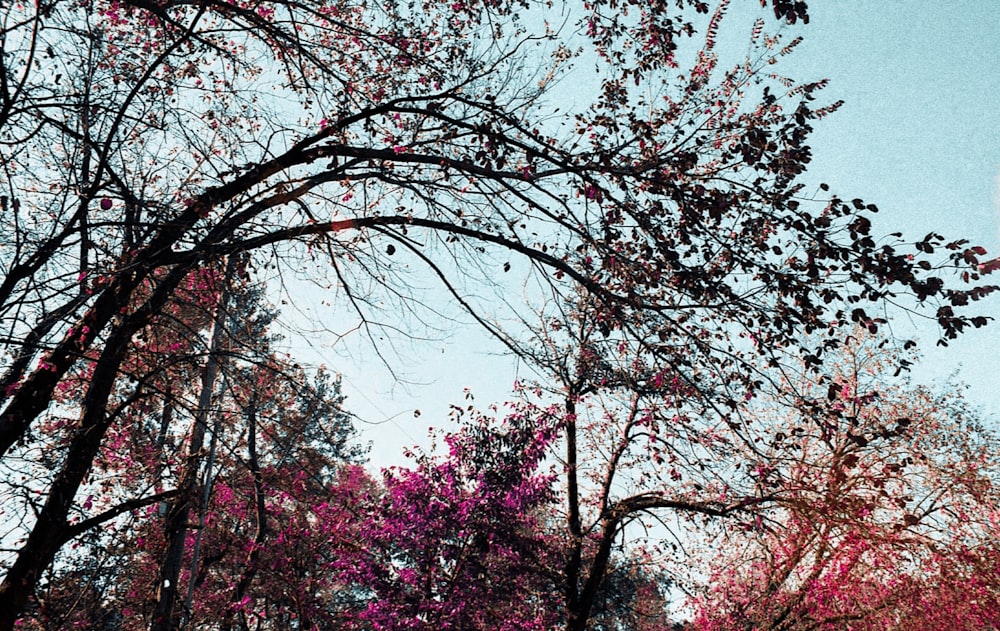 trees with purple flowers in the foreground and a blue sky in the background