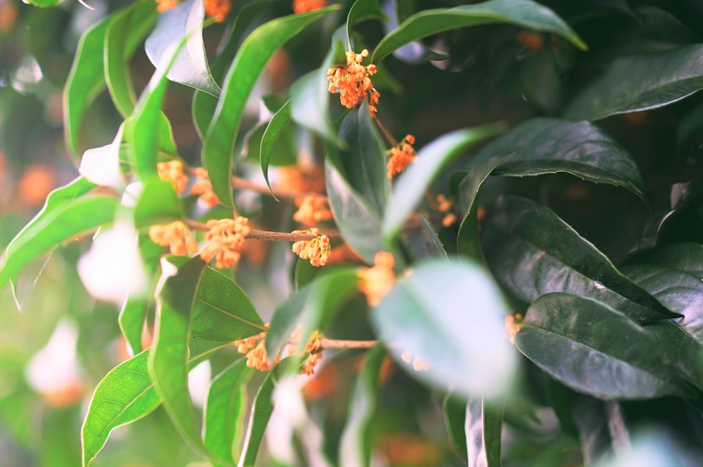 a close up of a tree with orange flowers