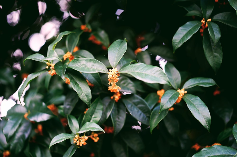 a bunch of green leaves with yellow flowers