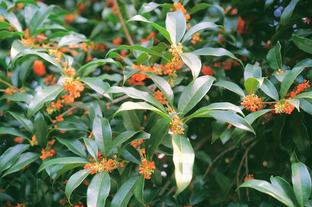 a close up of a tree with orange flowers